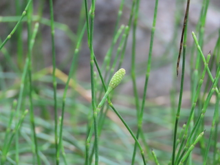 Equisetum ramosissimum