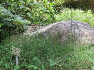 Equisetum ramosissimum