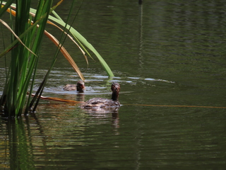 Tachybaptus ruficollis