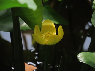 Nuphar japonica