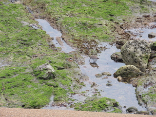 Calidris alba