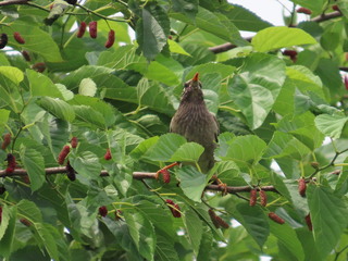 Spodiopsar cineraceus
