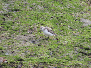 Calidris alba