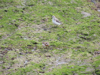 Calidris alba and Charodrius mongolus