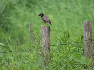 Spodiopsar cineraceus