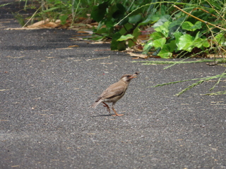Spodiopsar cineraceus