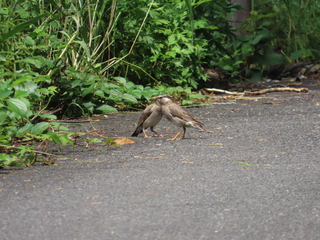 Spodiopsar cineraceus