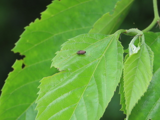 Trachys sp.