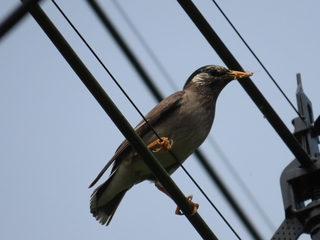Spodiopsar cineraceus