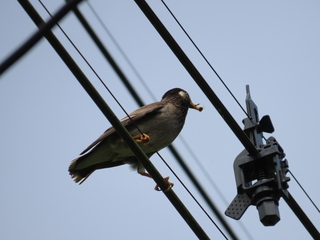 Spodiopsar cineraceus