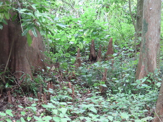Taxodium distichum