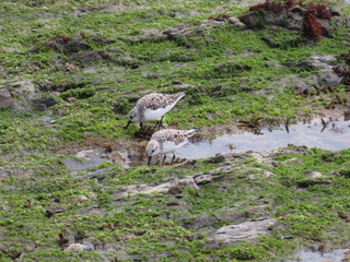 Calidris alba