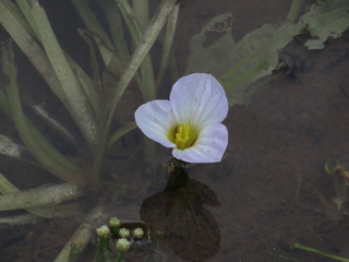 Ottelia alismoides