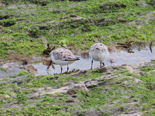 Calidris alba