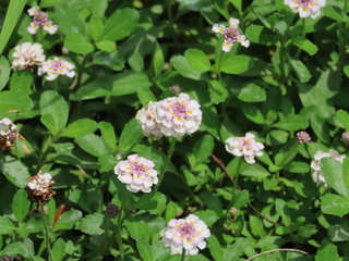 Phyla canescens