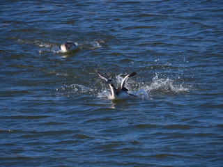 Podiceps cristatus chasing Podiceps cristatus