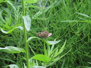 Ypthima argus