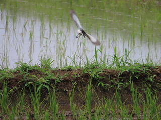 Motacilla grandis