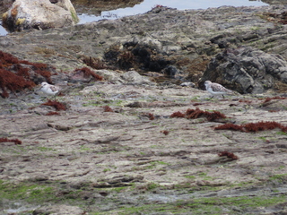 Calidris alba