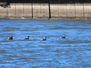 Tachybaptus ruficollis and Podiceps nigricollis