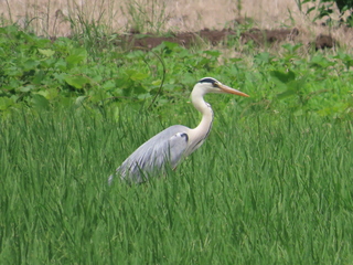 Ardea cinerea