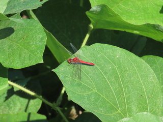 Sympetrum darwinianum