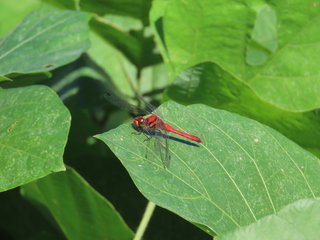 Sympetrum darwinianum