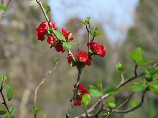 Chaenomeles speciosa