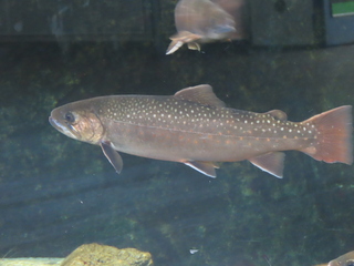 Salvelinus leucomaenis pluvius