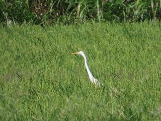 Ardea alba?
