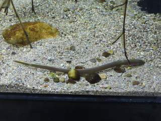 Lethenteron sp.