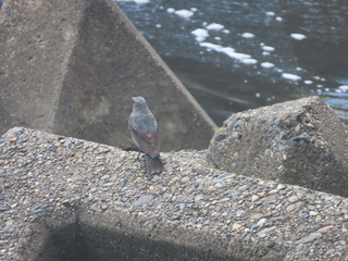 Monticola solitarius