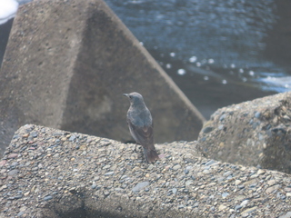 Monticola solitarius