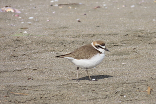 Charadrius alexandrinus