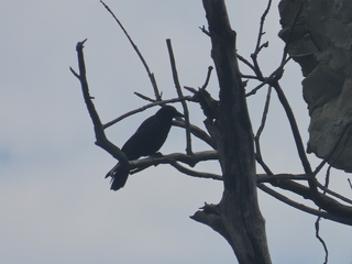 Corvus corone?