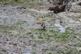 Charadrius dubius
