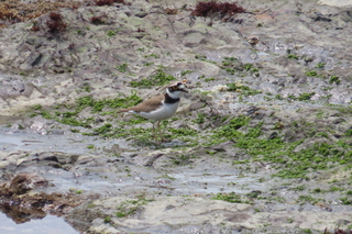 Charadrius dubius