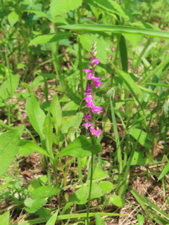 Spiranthes sinensis