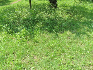Spiranthes sinensis