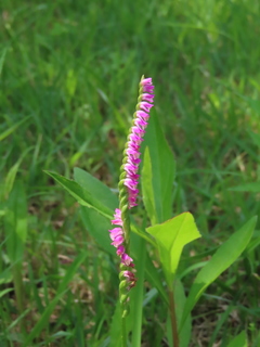 Spiranthes sinensis