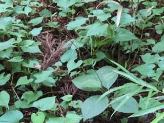 Persicaria filiformis