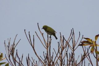 Zosterops japonicus