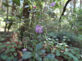 Paraprenanthes sororia