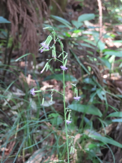 Paraprenanthes sororia
