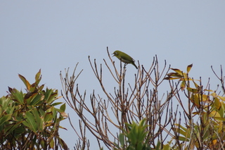 Zosterops japonicus