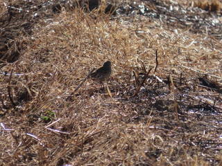 Anthus spinoletta