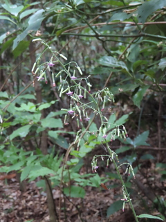Paraprenanthes sororia