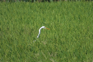 Ardea alba?