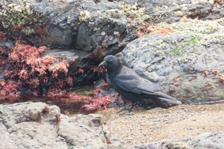 Corvus corone