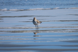 Calidris alpina